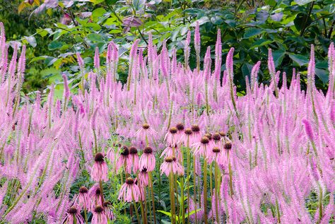 Veronicastrum virginicum ‘Fascination’, Echincacea pallida for a pink toned color garden with contrasting spikey and round flowers and textures Echinacea Pallida, Veronicastrum Virginicum, Prairie Garden, Meadow Garden, Best Perennials, Perennial Border, Hummingbird Garden, Echinacea Purpurea, Lavender Plant