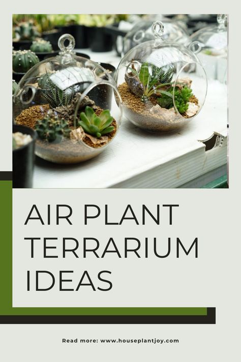 Nowadays, terrarium ideas for air plants are trending. The world of terrariums has evolved significantly. Gone are the days of simply tossing moss and stones into an old jar. Today, terrariums feature everything from succulents and beautiful orchids to air plants, creating stunning and modern displays. 🌿✨ #TerrariumTrends #AirPlants #ModernGardening #PlantDecor Air Plant Terrarium Ideas, Open Terrariums, Air Plant Terrarium, Terrarium Decor, Glass Terrarium, Creative Display, Succulent Terrarium, Botanical Beauty, Low Maintenance Plants