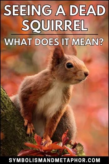 Dead Squirrel Symbolism (7 Meanings) - In Backyard & Dreams Dead Squirrel, Backyard Dreams, Dream Meanings, Dream Backyard, Meant To Be