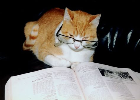 12 Cats Who Are Serious About Reading Cat Wearing Glasses, Bsd Characters, Cat Magazine, Cat Glasses, Reading Humor, Cat Reading, Cat Books, Reaction Pics, Cat People