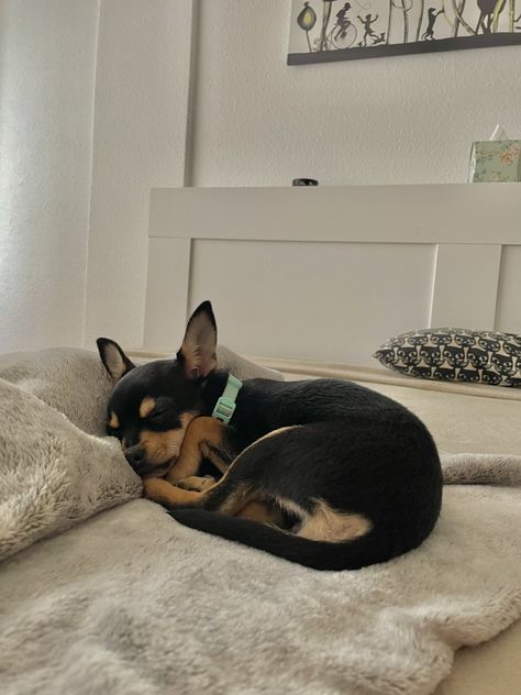 Black Tan Chihuahua, Black And Tan Chihuahua, Black Chihuahua Aesthetic, Black Chiweenie, Black And Brown Chihuahua, Chihuahua Aesthetic, Chihuahua Black, Brown Chihuahua, Black Chihuahua