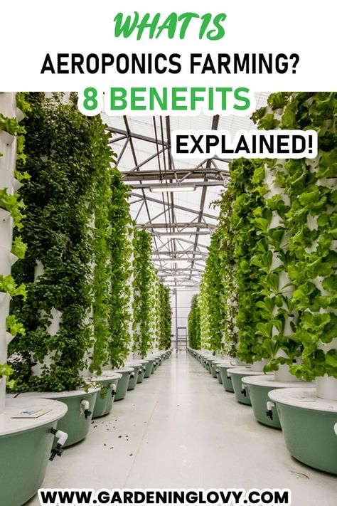 Do you know What is Aeroponics Farming? If you don’t then read this article to learn about this modern farming technique, its benefits, and setup costs. Aeroponic Gardening, Modern Farming, Farming Techniques, Flower Care, Do You Know What, Health Diet, Green Thumb, Flower Garden, Did You Know