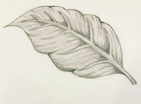 Basic Art Techniques, Horse Sketches, Leaf Sketch, Pencil Drawing Inspiration, Leaves Sketch, Pencil Drawing Images, Shading Drawing, Natural Form Art, Landscape Design Drawings