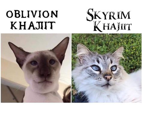 Myth Prompts, Skyrim Khajiit, Skyrim Tips And Tricks, Tes Skyrim, Elder Scrolls Oblivion, Elder Scrolls Memes, Skyrim Game, Skyrim Funny, Scrolls Game