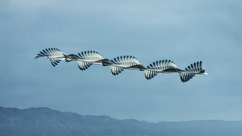 Mesmerizing Photos Capture the Flight Patterns of Birds | Audouin's gull, Ebro delta, Catalonia | Credit: Xavi Bou | From Wired.com Eadweard Muybridge, Flight Patterns, Show Beauty, Visual Poetry, Kites, Amazing Animals, Bird Photo, Photography Projects, Advertising Photography