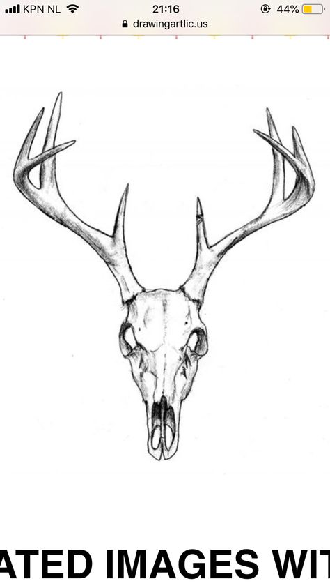 Buck Skull Drawing, Small Deer Skull Tattoo, Simple Deer Skull Tattoo, Mule Deer Skull Tattoo, Deer Skull Illustration, Deer Skull Tattoo Design, Deer Skull Drawing, Deer Skull Tattoo, Skull Drawing Sketches