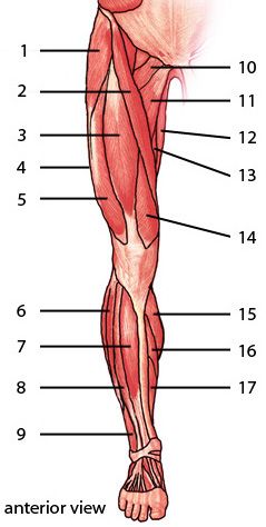 The Muscles Of The Lower Limb, Anterior Aspect #Quiz