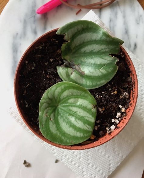 How to: Propagate a Watermelon Peperomia | Leaf and Paw Plant Watermelon, Watermelon Peperomia, Plants Care, Peperomia Plant, Plant Wishlist, Corn Plant, Rubber Tree, New Roots, House Plant Care