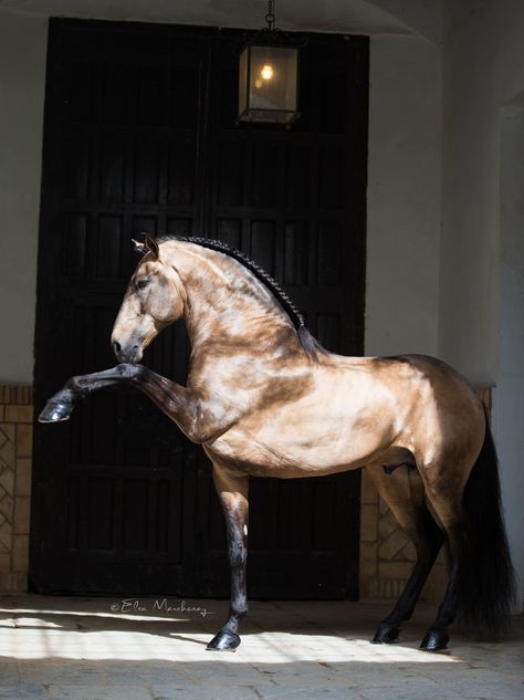 Elsa Marchenay Photography Lusitano Horse, Horse Inspiration, Andalusian Horse, Majestic Horse, All The Pretty Horses, Horse Crazy, Equine Photography, Cute Horses, Horse Photos