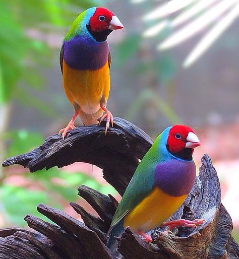 Cute Animals™ on Twitter: "Gouldian finch https://t.co/mb3JBz4bY6" Gouldian Finch, Finches Bird, Colourful Birds, Most Beautiful Birds, Australian Birds, Backyard Birds, Bird Pictures, Exotic Birds, Birds Tattoo