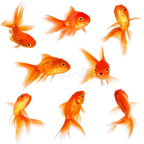 Photo about Gold fish isolated on a white background. Image of movement, little, golden - 34552062 Gold Fish Reference, Golden Fish Drawing, Gold Fish Aesthetic, Gold Fish Drawing, Gold Fish Art, Sunny Background, Fish Reference, Fish Photography, Oranda Goldfish