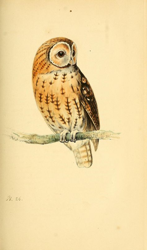 Tawny Owl, British Birds, Owl Illustration, Owl Bird, Scientific Illustration, Owl Print, Vintage Owl, Bird Pictures, Owl Art