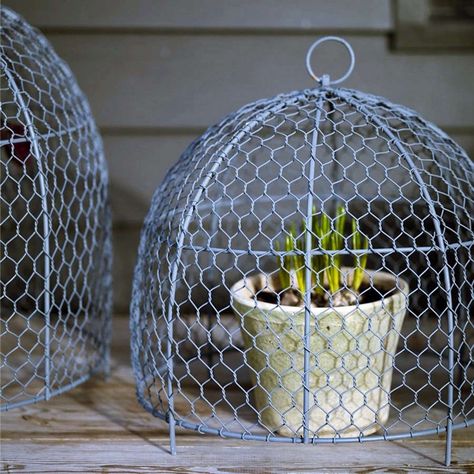 Garden Hacks: 10 Ideas for Wire Cloches - Gardenista Plant Cloche, Wire Cloche, Chicken Wire Art, Wire Plant, Chicken Wire Crafts, Garden Cloche, Cloche Decor, Garden Obelisk, Garden Hacks