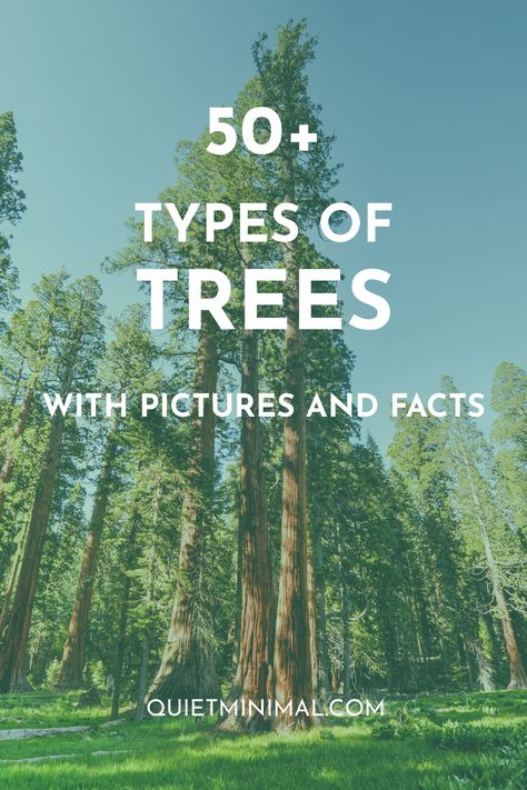 Nature, Michigan Trees Identification, Tree Identification Chart, Plants Identification, Types Of Pine Trees, Identifying Trees, Tree Types, Hickory Tree, Types Of Trees