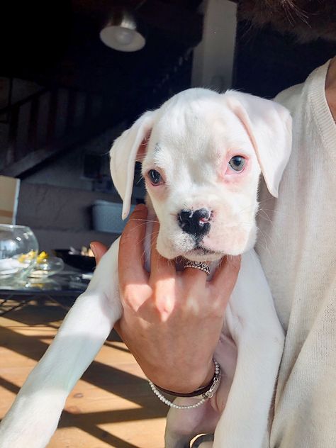 White Boxer Puppy, White Boxer Puppies, White Boxer Dogs, White Pitbull, Boxer Dog Puppy, Boxer Bulldog, Boxer And Baby, Device Storage, White Boxers