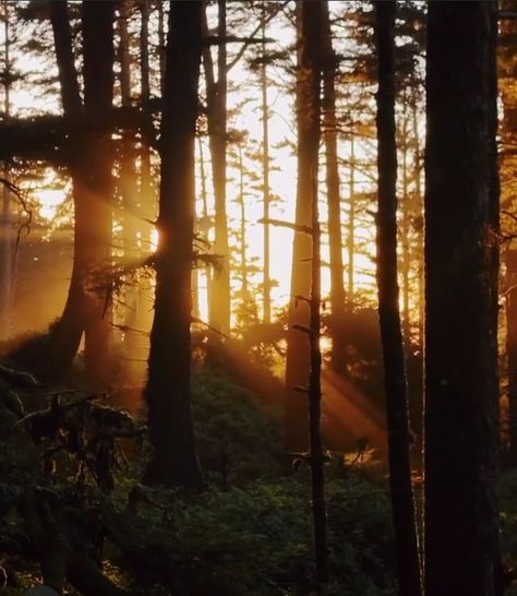 Sunrise In Forest, Forest Sunrise, The Hunting Party, Amazing Sunrise, Hazel Color, Country Fences, All The Bright Places, Forest Sunset, Summer Lake