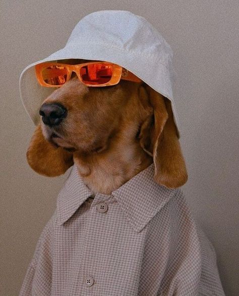 Animals, Dachshund, Dogs, Sunglasses, Behavior Tips, Dog Glasses, Dachshund Lovers, Tips And Tricks