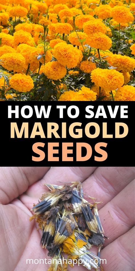 French Marigolds In Garden, How To Save Seeds From Marigolds, Uses For Marigolds, Marigold Seeds From Flowers, Saving Marigold Seeds, Harvesting Marigold Seeds, How To Dry Marigold Flowers, Planting Marigold Seeds, How To Save Marigold Seeds