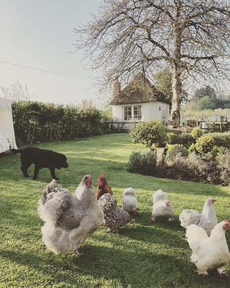 Coffee In The Garden, Future Farms, Farm Lifestyle, Cottage Life, Dream Cottage, Farms Living, Hobby Farms, Farm Gardens, Chickens Backyard