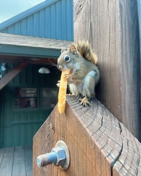 Squirrels eating random food. Squirrel Eating, Eating Food, Squirrels, Art Inspo, Art