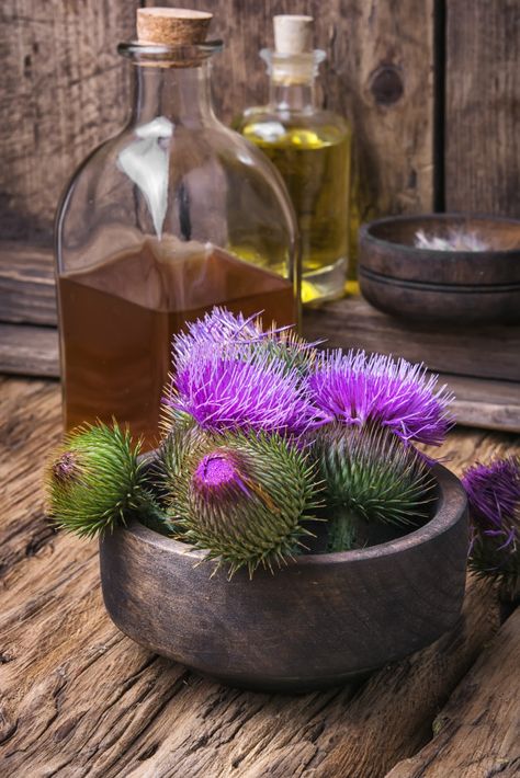 Detox Kur, Thistle Flower, Bloom Blossom, Milk Thistle, Beautiful Backyards, Healing Herbs, Homeopathy, Medicinal Plants, Floral Flower