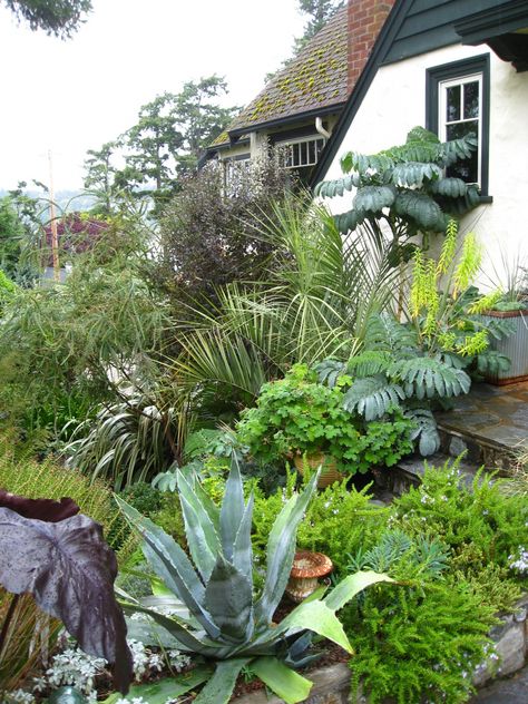 Layers of foliage envelop the front door landing, with the contrasting textures of a  blue Agave americana and  creeping rosemary. The South African Melianthus major emerges from behind the palm Butia capitata, adding a “jungly” feeling to the east side of the house. Photograph by Graham Smyth. Garden Ideas South Africa, Canadian Garden, Xeriscape Front Yard, Fall Container Gardens, Garden Tropical, Tropical Garden Design, Evergreen Garden, Southern Garden, Starting Seeds Indoors