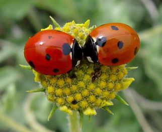 . Kayenta Utah, Utah Summer, Utah Homes, Cool Bugs, Kissy Kissy, Lady Bugs, Southern Utah, Bugs And Insects, Love Bugs