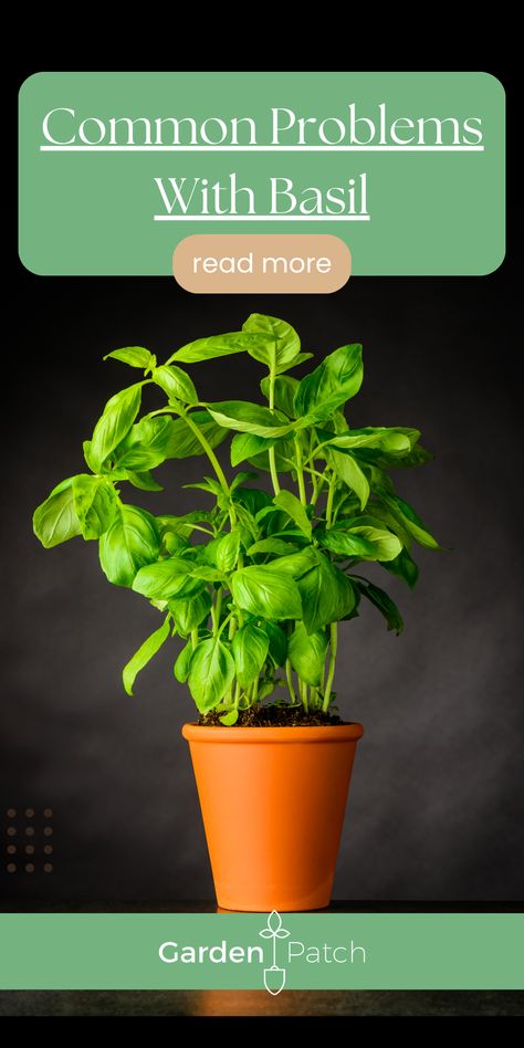 If you follow the above tips about pinching off excess growth, harvesting carefully and watering your basil in the morning, you should find it relatively easy to grow a happy, healthy basil plant. However, there are two main pests that you should familiarise yourself with when you’re learning how to grow basil. Basil Garden, Growing Basil Indoors, Harvesting Basil, Indoor Farming, Windowsill Garden, Growing Basil, Basil Plant, Edible Plants, Garden Care