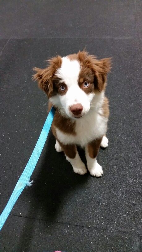 4 months red tri miniature american shepherd, mini australian shepherd Mini Border Collie, Aesthetic Border Collie, Australian Shepherd Aesthetic, Border Collie Aesthetic, Mini American Shepherd, Miniature Border Collie, Red Australian Shepherd, Red Tri Australian Shepherd, Australian Shepherd Husky