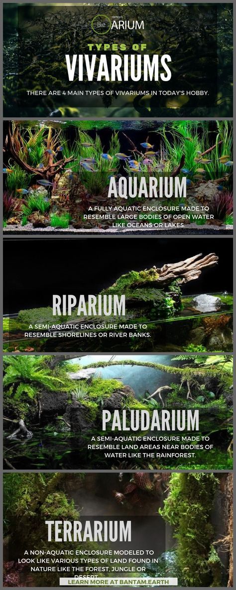 Terrarium Aquarium Diy, 6 Gallon Cube Aquascape, Salamander Vivarium, Aquarium Room, Tanaman Air, Plant Aquarium, Unique Terrarium, Taman Air, Fish Tank Terrarium