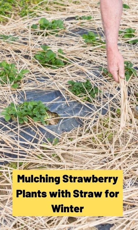 Everbearing Strawberries, Strawberry Beds, Berry Garden, Strawberry Garden, Homestead Gardens, Growing Strawberries, Strawberry Plants, Cold Frame, Veg Garden