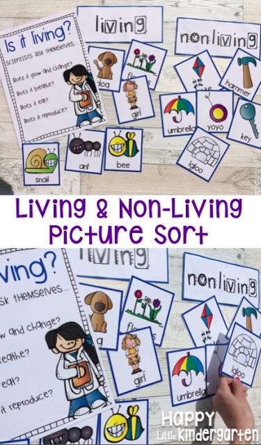 Happy Little Kindergarten: Science Activities: Living & Non-Living Kindergarten Science Experiments, Kindergarten Science Activities, Science Pins, Pre-k Science, Living And Nonliving, Science Stations, 1st Grade Science, Kindergarten Science, Science Units