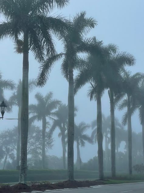 #florida #palmtree #rainy #rainyday Rainy Florida Aesthetic, Rainy Tropical Aesthetic, Rainy Beach Aesthetic, Florida Gothic, Rainy Beach, Miami Lifestyle, Summer Candle, Florida Pictures, Book Mood