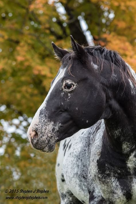 Black Appaloosa Horses, Appaloosa Horse Photography, Black Appaloosa, Appolusa Horse Pictures, Black Leopard Appaloosa, Few Spotted Appaloosa, Few Spot Appaloosa, Warmblood Horses, Horse Reference