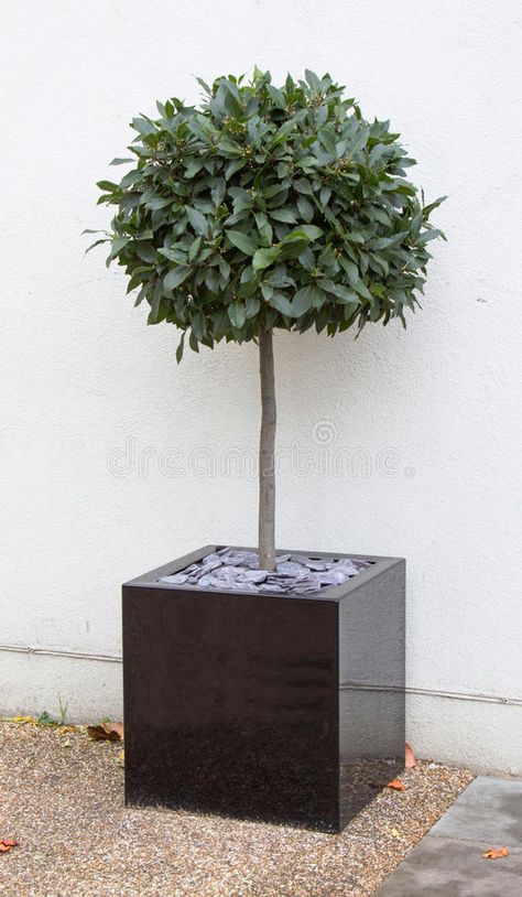 Bay tree in cube pot stock photo. Image of botanical - 42217498 Bay Leaf Tree, Balkon Decor, Patio Trees, Bay Tree, Potted Plants Outdoor, Patio Pots, Patio Plants, Bay Leaf, Potted Trees