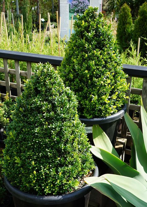 Buxus English Box Topiary Cones Box Hedges, Australian Christmas Tree, Christmas Tree Plant, Rattan Planters, Topiary Plants, Topiary Garden, Australian Plants, Cool Christmas Trees, Garden Yard Ideas