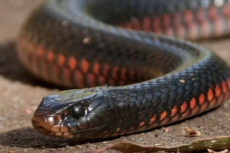 Red Bellie Black Adder Snake, White Snake Red Eyes, Red Belly Black Snake, Red Serpent, Red And Black Snake, Red Bellied Black Snake, Black Snake, Betta Fish, Koi Fish