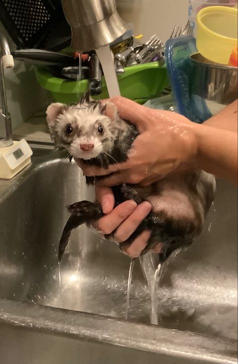 Wet Rat, Baby Ferrets, Funny Ferrets, Cute Ferrets, Silly Animals, Funny Cute Cats, Aesthetic Images, Cute Little Animals, Ferret