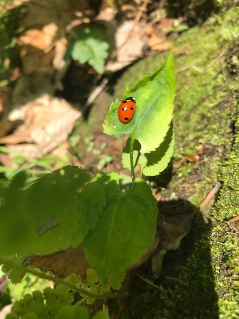 I found a cute baby ladybug in a forest with my friend ^^ Bug Core, Buggy Wuggy, Spring Bugs, Forest Vibes, Year Wallpaper, Baby Ladybug, Lady Beetle, Cool Bugs, Lady Bugs