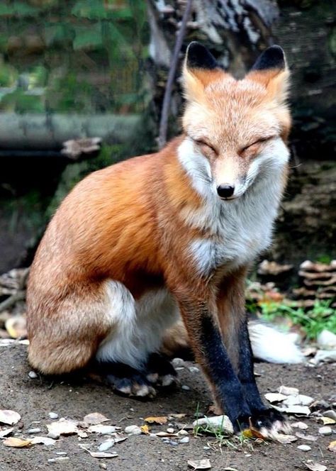 Fox Photo, Vulpes Vulpes, Fox Pictures, Animal Study, Pet Fox, Deviant Art, Pretty Animals, Wild Dogs, Cute Fox