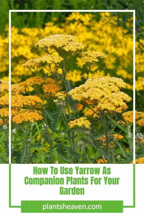 Flowers For Butterflies, Yarrow Plant, Best Companion Plants, Companion Planting Vegetables, Yarrow Flower, Beginners Landscaping, West Facing Garden, Asclepias Tuberosa, Achillea Millefolium