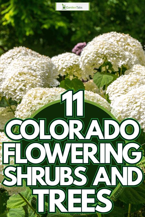 11 Colorado Flowering Shrubs And Trees Colorado Plants Front Yards, Colorado Yard Landscaping, Colorado Flower Garden Ideas, Colorado Garden Ideas, Colorado Backyard Landscaping, Colorado Landscaping Ideas Front Yards, Colorado Gardens, Colorado Plants, Front Landscaping Design