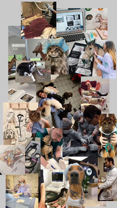 How To Study In Vet School, Vet Athstetic, Veterinarian Vision Board, Veterinarian Aesthetic, Veterinarian Career, Vet Pictures, Vet School Motivation, Vet Tech School, Veterinary Tech