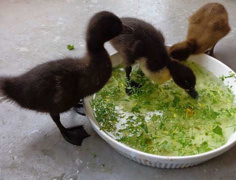 Raising Ducklings, Duckling Care, Pet Duck, Raising Turkeys, Dandelion Benefits, Backyard Ducks, Baby Chicks Raising, Duck Coop, Duck Farming