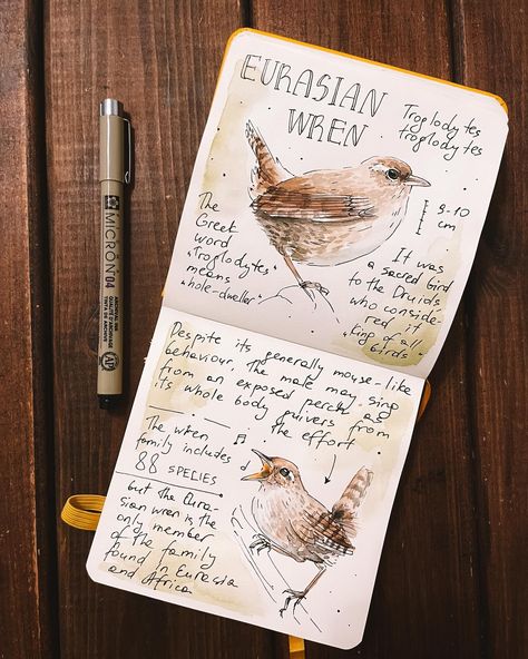 Eurasian wren for #birbruary - the February bird drawing challenge of British Songbirds organized by @wingingitdrawing to raise awareness of @songbirdsurvival Your donation can help to reverse the decline of songbird numbers in the UK🙌 . . . #birdartwork #birdartofinstagram #birdpainting #watercolorbird #birdwatercolor #birdbook #birdsketch #birdsketchbook #birdjournal #naturejournal #naturejournaling #naturalistart #birdwatching_global #birdersofinstagram #pigmamicron #songbirdsurvival #birb... Bird Watching Journal, Garden Notebook, Birding Journal, Nature Journaling, Bird Sketch, Bird Drawing, Art Forest, Bird Book, Animal Drawing