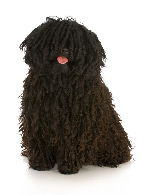 Hungarian Puli, Mop Dog, Puli Dog, Hungarian Dog, Gordon Setter, Rare Dogs, Herding Dogs, Bichon Frise, Cavalier King Charles Spaniel