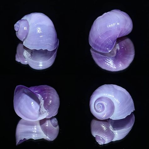 Janthina or violet sea-snail. Snail Backpack, River Fairy, Shell Photography, Molluscs, 2024 Ideas, Natural Science, Color Schemes Colour Palettes, Sea Snail, Sea Slug