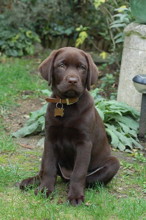 Labrador chocolat de warneton Chocolate Dogs, Labrador Noir, Cute Fluffy Dogs, Labrador Puppies, Chocolate Labs, Chocolate Labrador Retriever, Really Cute Puppies, Dog Line, Lab Puppy