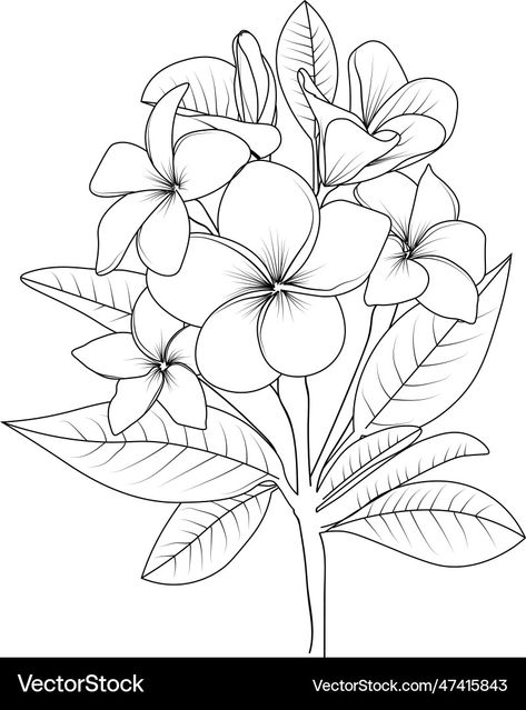 Frangipani Flower Drawing, Flower Drawing Realistic, Frangipani Drawing, Frangipani Flower, Flower Sketch, Drawing Realistic, Stained Glass Patterns Free, Painted Clothing, Hand Painted Clothing