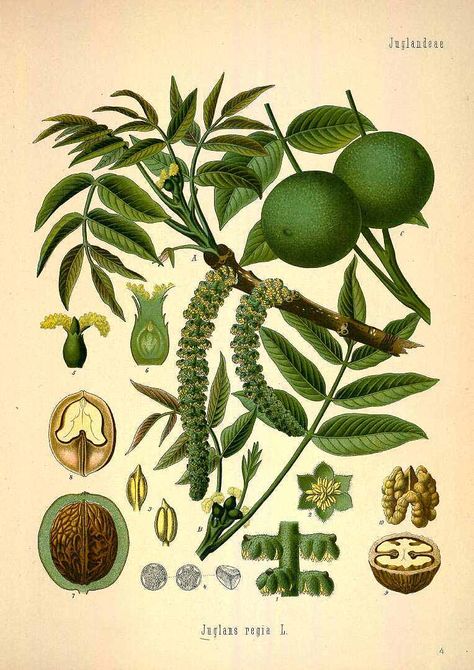 13139 Juglans regia L. / Köhler, F.E., Medizinal Pflanzen, vol. 1: t. 4 (1887) [W. Müller] Nuts, Walnut, Trees, Plants, Black